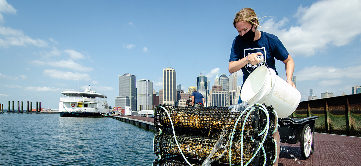 11th Hour Racing grantee Billion Oyster Project will expand its oyster hatchery operations and, with partners, begin restoring eight acres of oyster reef habitat throughout NYC, while engaging students in STEM education on oyster monitoring and water quality testing. Credit: Steven DeWitt | Witness Tree Media