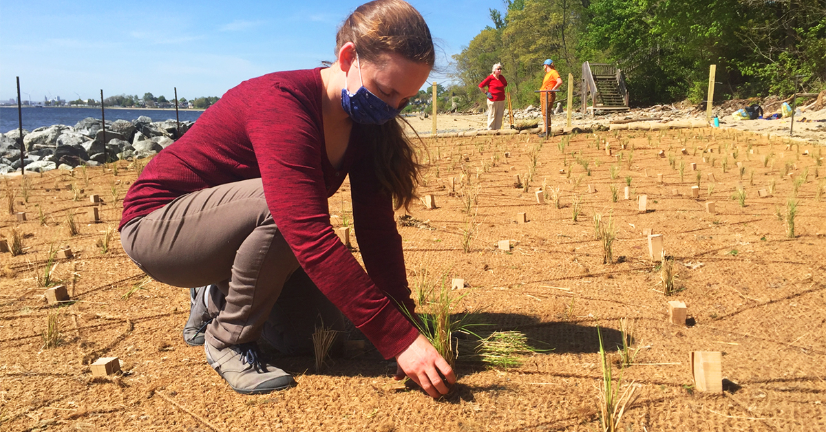 Living shoreline installation at Rose Larisa Park in Providence, RI. Credit: The Nature Conservancy in RI.