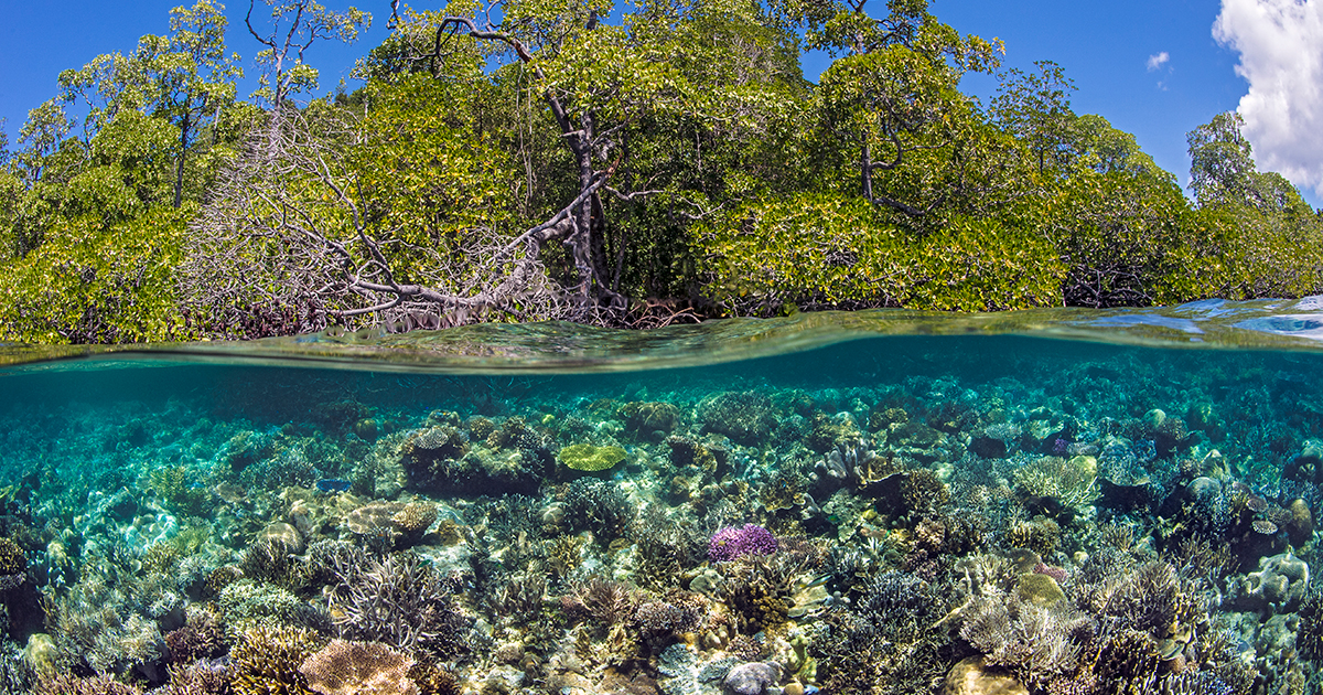 Coral Reef in Raja Ampat, Indonesia, Over/Under Credit: Alex Mustard