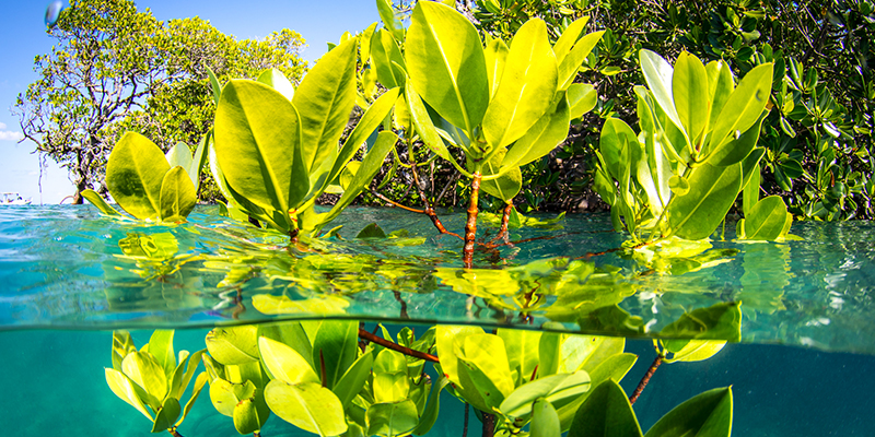 mangrove, the ocean agency, ecosystem restoration, ocean health