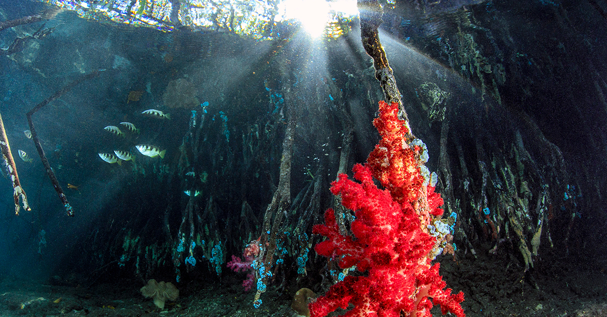 Life under the mangroves. Credit: Jenny Stock / Ocean Image Bank