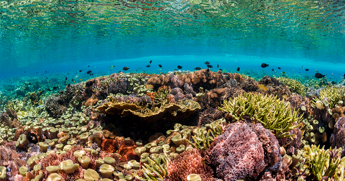 The ‘Eureka’ Mistake that led to ‘Plant a Million Corals’ Photo credit: Beth Watson / Ocean Image Bank